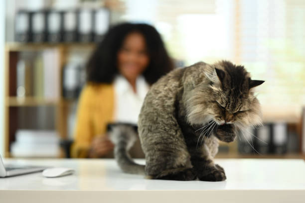 A grey young Maine coon cat sitting on white table.