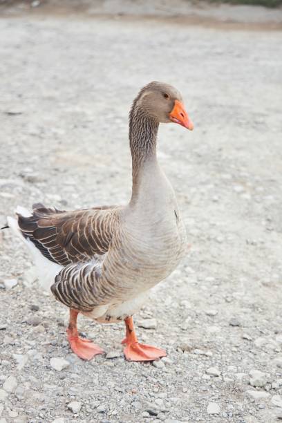 A duck is standing on a rocky surface. The duck is brown and white
