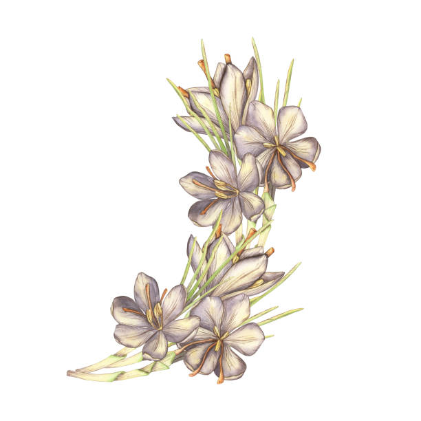 istock A spring composition with watercolor saffron flowers. An image of a crocus in watercolor, a clipart on a white background. Bouquet, frame, nest. Food, spices, perfumes, cosmetology, spa. Template 2163731465
