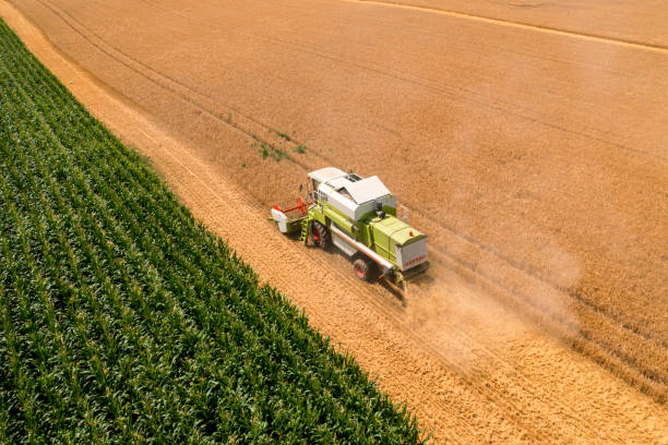 istock Combine harvesting gold wheat 2163731488