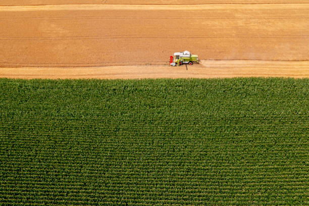 istock Combine harvesting gold wheat 2163732137