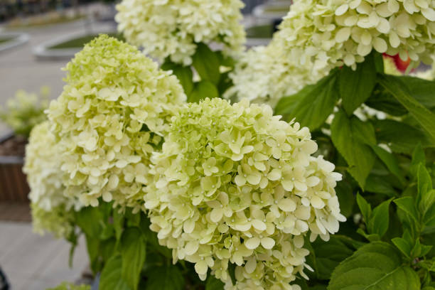 istock green hydrangea flower leaves and inflorescences. Gardening 2163732356