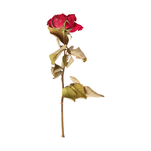 istock Close up a beautiful dry dead rose flower stem 2163732379