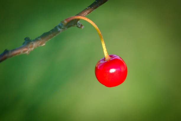 Close-up of a red cherry on a tree branch.