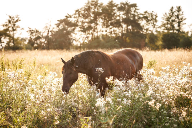 Bay horse on summer meadow