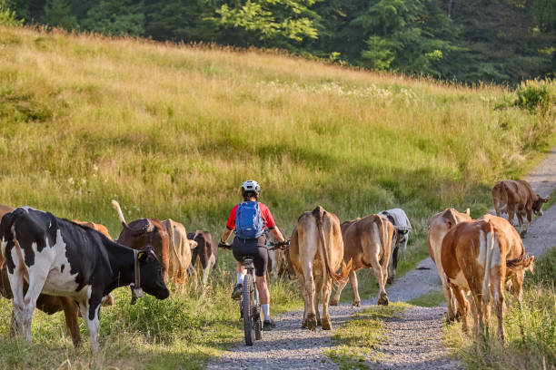 istock woman cycling between cows on a mountain pasture 2163736407
