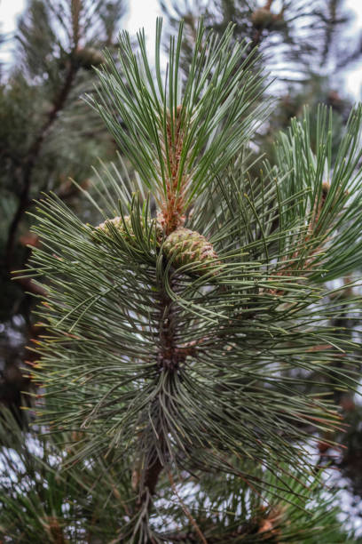 istock Macro  - Forest - Europe, Romania 2163737440