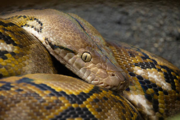istock Snake close up  Boa eye and skin 2163737456