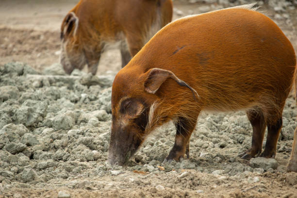 A profile view of the red river hog also known as bush pig a wild pig sniffing the ground