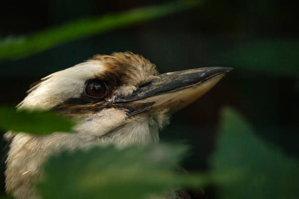 Kookaburra bird up close and personal in the wild.