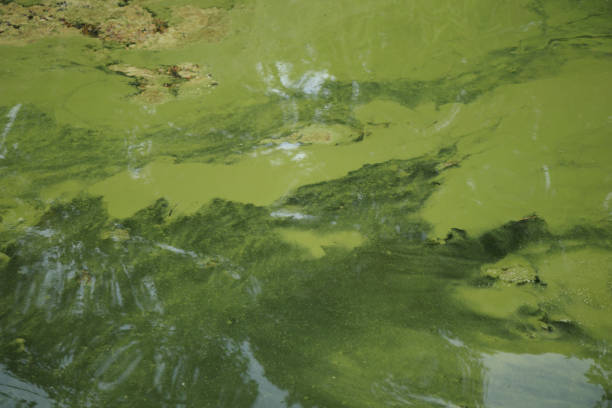 istock Water pollution by blooming blue-green algae - Cyanobacteria is world environmental problem. Water bodies, rivers and lakes with harmful algal blooms. Ecology concept of polluted nature. 2163739433