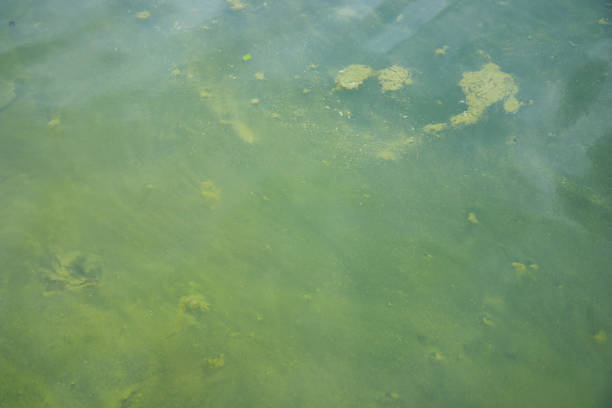 Water pollution by blooming blue-green algae - Cyanobacteria is world environmental problem. Water bodies, rivers and lakes with harmful algal blooms. Ecology concept of polluted nature.