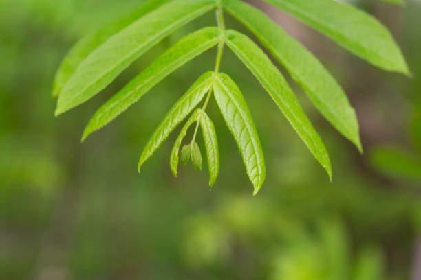 green leaves on a Pterocarya branch in the park on a spring day