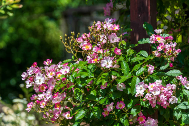 istock Blooming Pink Roses in the Sunlight 2163745968