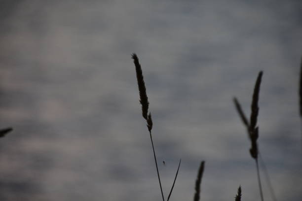 Foxtail plant by the water