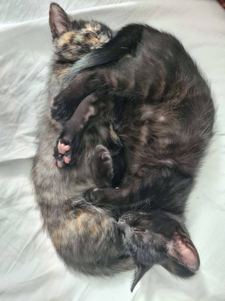 istock two cats are taking a nap together 2163756100
