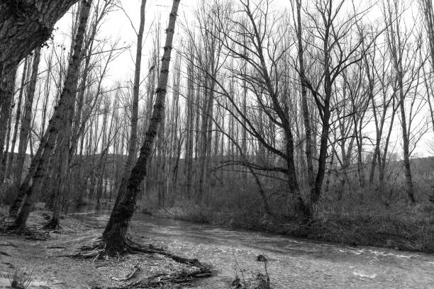 Poplar grove next to the Jucar River in Cuenca Region, Spain