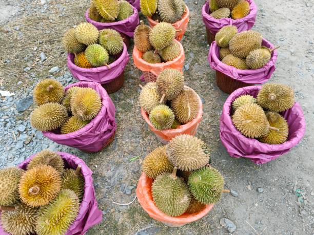 istock King of Fruit 2163756812