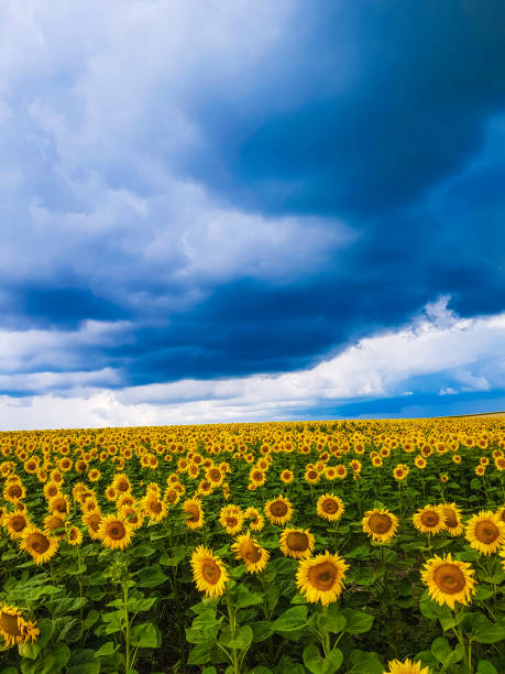 istock A field of sunflowers under a cloudy sky 2163756874