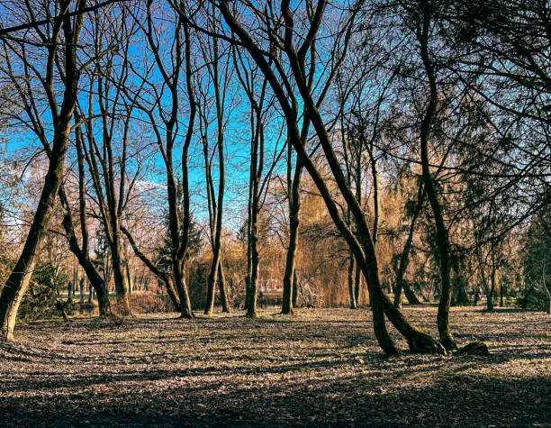 trees in a public park no leaves fisheye lens greenary trunk