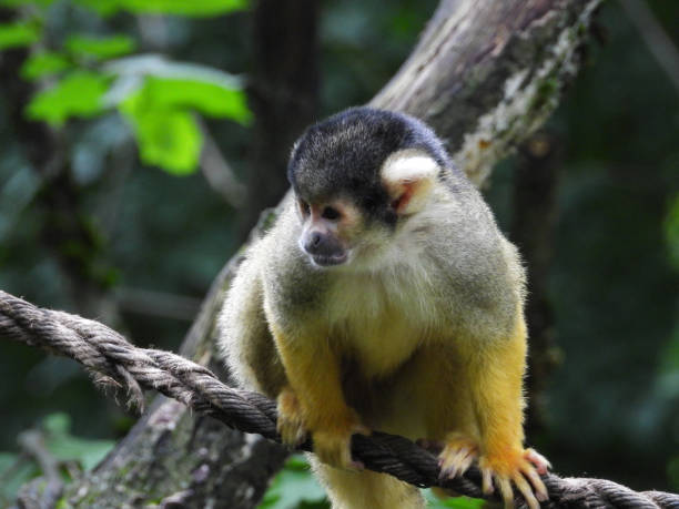 istock yellow and black squirrel monkey, in the zoo 2163757951
