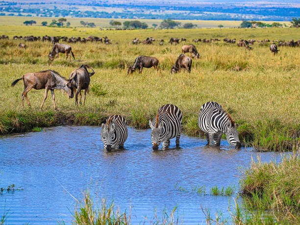 istock Maasai Mara National Reserve 2163764779