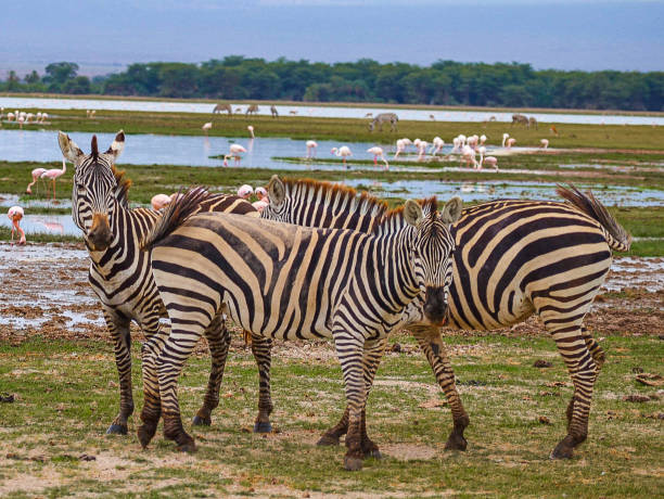 istock Amboseli National Park 2163764831