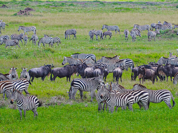 istock Serengeti National Park 2163764934