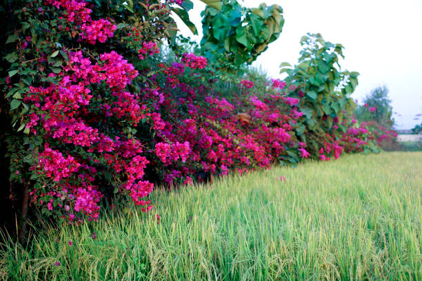 Paper flowers or bougainvillea are popular ornamental plants. The shape is a small tree that is difficult to grow upright. Its beauty comes from the sheath of flowers which are brightly colored and attract attention because they grow thickly.
