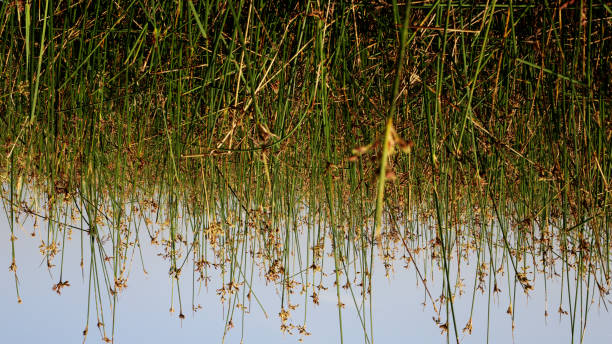 istock Nature landscape during sunrise 2163765217