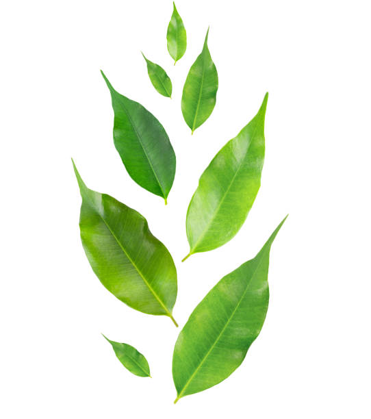Green Fresh Leaves Isolated on White