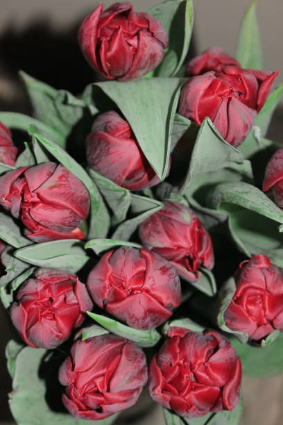 istock Macro of isolated red tulip flower on soft, blurred dark background 2163767596