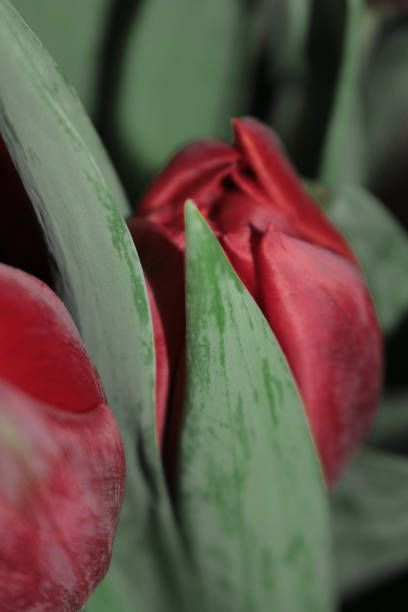 Macro of isolated red tulip flower on soft, blurred dark background
