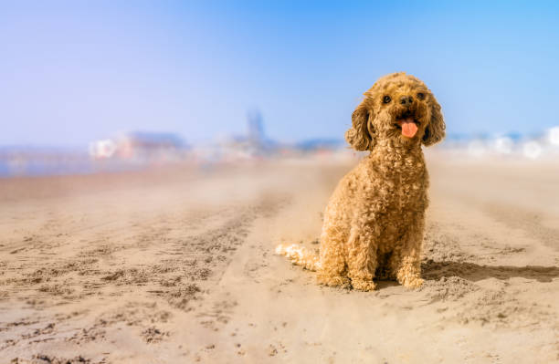 Dog on the Beach
