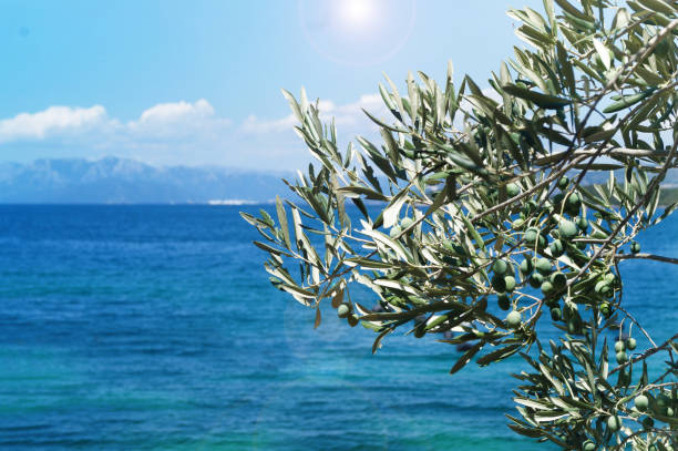 istock Closeup green Mediterranean olive tree with olives 2163769421