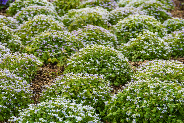 istock Carpet of Blooming ionopsidium 2163770129