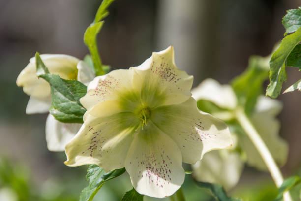 istock Pale Yellow Hellebore with Maroon Speckles 2163770169