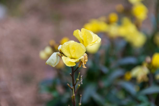 This image showcases a beautiful yellow flower in full bloom, captured in a close-up shot. The delicate petals and vibrant color stand out against a blurred natural background, highlighting the flower's intricate details and natural beauty. Ideal for garden enthusiasts and nature lovers, this photo represents the charm and vitality of springtime blossoms.