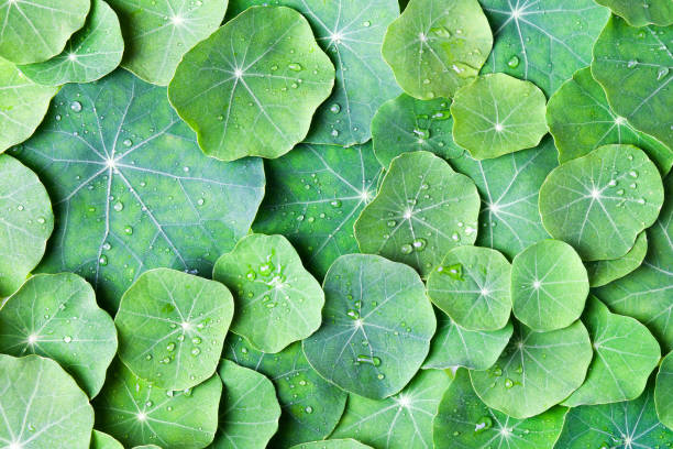 istock Green Nasturtium leaves 2163770477