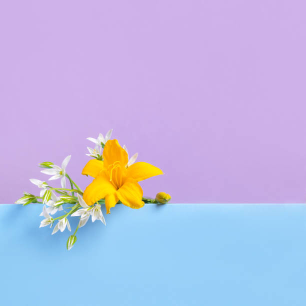 istock Blue podium and yellow white flowers 2163770586