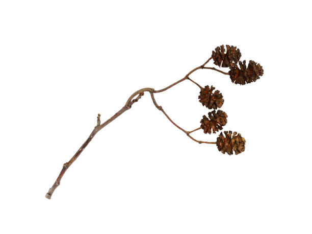 istock Dry twig with alder cone isolated 2163772895