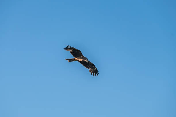 istock Bird of prey buzzard in the sky. 2163778811