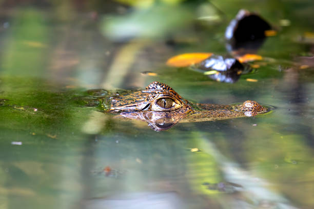 istock Spectacled Caiman (Caiman crocodilus) Found in Central and South America 2163781613