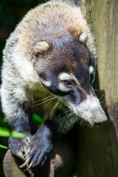 istock White-Nosed Coati (Nasua narica) Found in Central and South America 2163781849