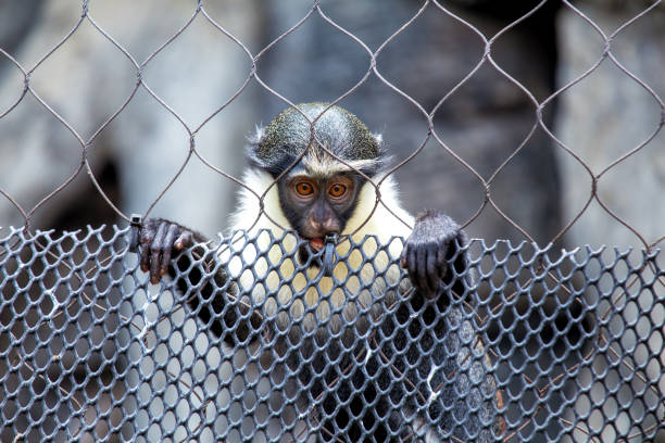 istock Diana Monkey (Cercopithecus diana) Found in West Africa 2163781954