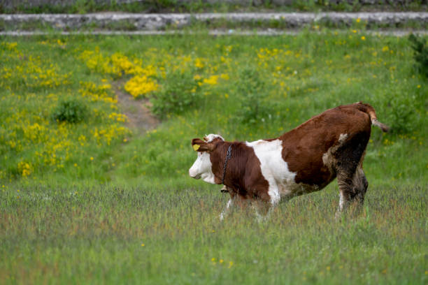 istock A young cow stretches in a meadow. 2163781999