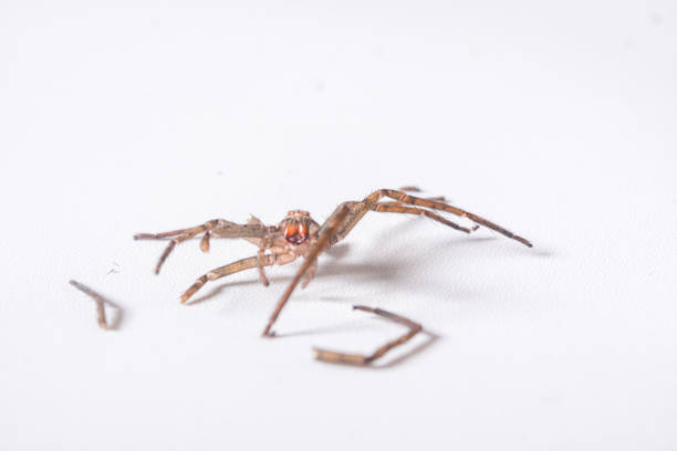istock Orb-weaver spider isolated on white (Araneus ventricosus) 2163782211