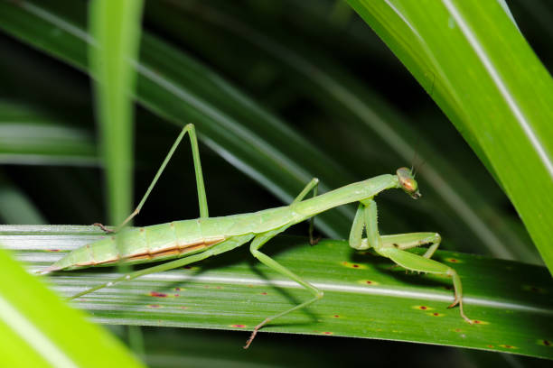 istock Young praying mantis, whose wings have not yet grown, wanders among the silver grass (Sunny closeup macro photograph) 2163782354