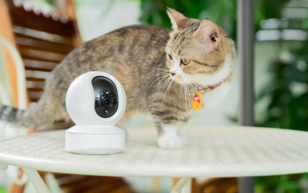 istock Cropped image of mini smart CCTV camera standing on the garden table with cute 2163783508