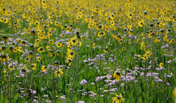 istock Colorado Wildflowers 2163784424